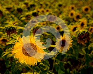 A sunflower is lit from the sun in front of the field