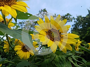 the sunflower that the little bee seized