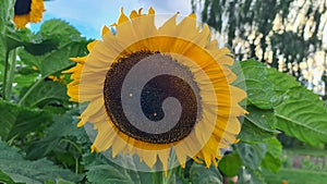 sunflower longing for the sun