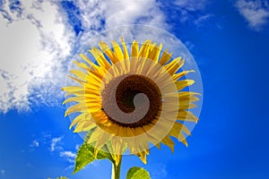 Girasole contro cielo blu 