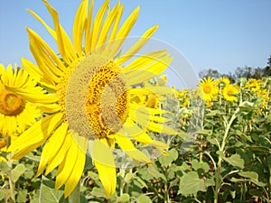 Sunflower from Lopburi