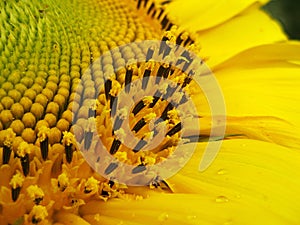 Sunflower macro