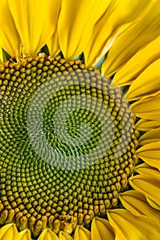 Sunflower macro