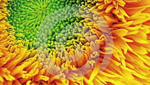 Sunflower macro