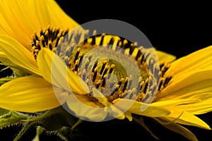 Sunflower macro isolated