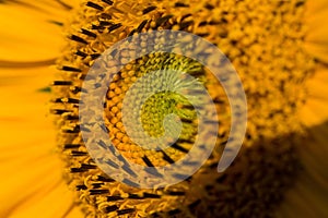 Sunflower macro