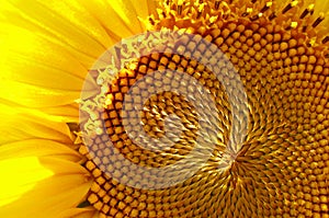 Sunflower macro photo