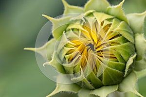 Sunflower macro ready to bloom on a calm summer morning