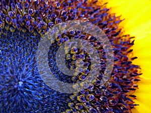 Sunflower macro shot