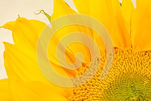 sunflower  Macro Yellow Flower Background with real beautiful bokeh