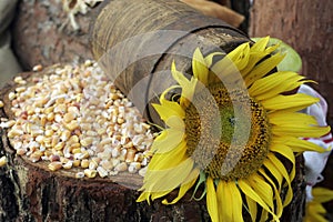 Sunflower and maize