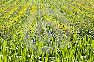 sunflower and maize are grown