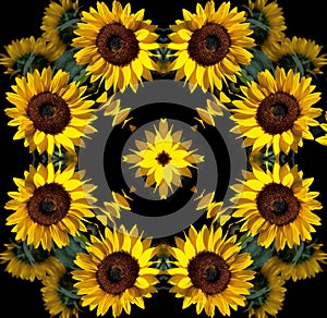 Sunflower mandala photo