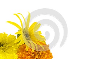 Sunflower and marigold background