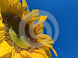 Sunflower Maturing