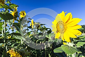 Sunflower on a meadow