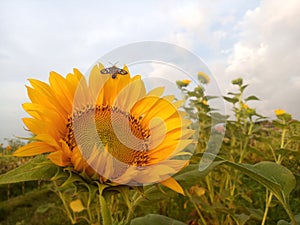 Sunflower meadow plant grow in field background. Beautiful sunflower in bloom closeup with small little butterfly on it. Tropical