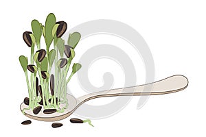 Sunflower microgreen on a spoon. Close-up.