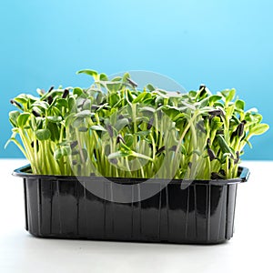 Sunflower microgreens in a plastic tray. Microgreen sprouts are healthy and fresh food. Germination of microgreens on hemp