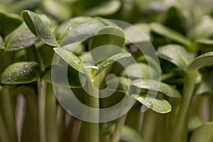 Sunflower microplants closeup