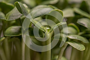 Sunflower microplants closeup