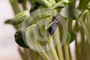 Sunflower microplants closeup after germination process