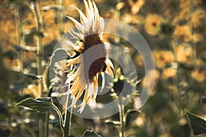 Sunflower on the middle of a garden. Nature scene with details, eco ambient for decoration or texture. Details of plants and flowe