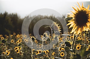 Sunflower on the middle of a garden. Nature scene with details, eco ambient for decoration or texture. Details of plants and flowe