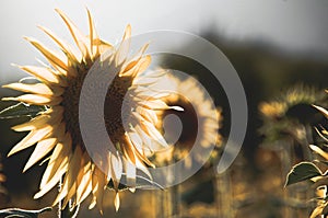 Sunflower on the middle of a garden. Nature scene with details, eco ambient for decoration or texture. Details of plants and flowe