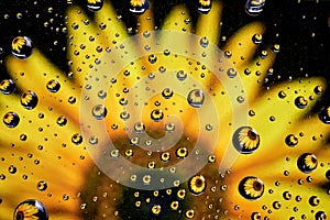 Sunflower mirroring inside small water drops.