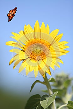 Sunflower with Monarch Butterfly