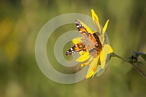 Sunflower and Monarch Butterfly