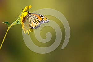 Sunflower and Monarch Butterfly