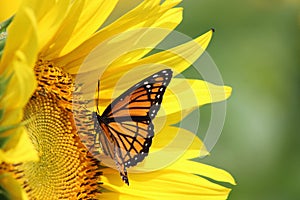 Sunflower and Monarch