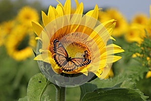 Sunflower and Monarch