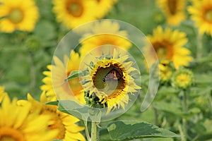 Sunflower and Monarch