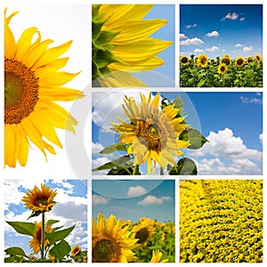 Sunflower montage