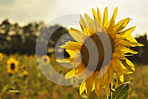 Sunflower on the field in the sunlight