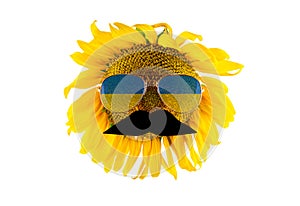 Sunflower with mustache and glasses in the form of the Ukrainian flag