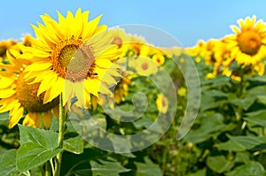 Sunflower natural background. Beautiful landscape with yellow sunflowers against the blue sky. Sunflower field, agriculture,