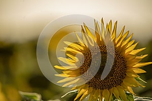 Sunflower natural background, Blooming sunflower. The fields are ready for harvest. Agriculture.