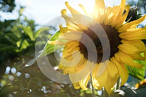 Sunflower natural background. Close-up of sunflower. Symbol of gratitude, summer, sun and longevity