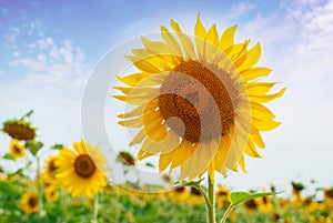 Sunflower natural background. Sunflower blooming