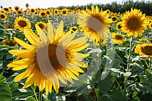 Sunflower natural background. Sunflower blooming