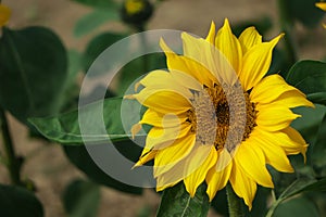 Sunflower natural background. Sunflower blooming