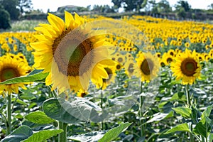 Sunflower natural background. Sunflower blooming