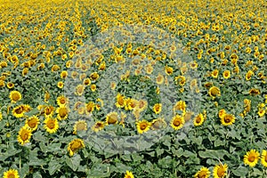 Sunflower natural background. Sunflower blooming. Close-up of sunflower