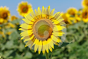 Sunflower natural background. Sunflower blooming. Close-up of sunflower