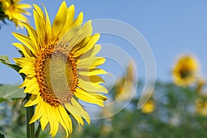 Sunflower natural background. Sunflower blooming. Close-up of sunflower