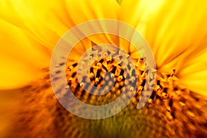 Sunflower natural background. Sunflower blooming. Close up of sunflower. Selective focus.